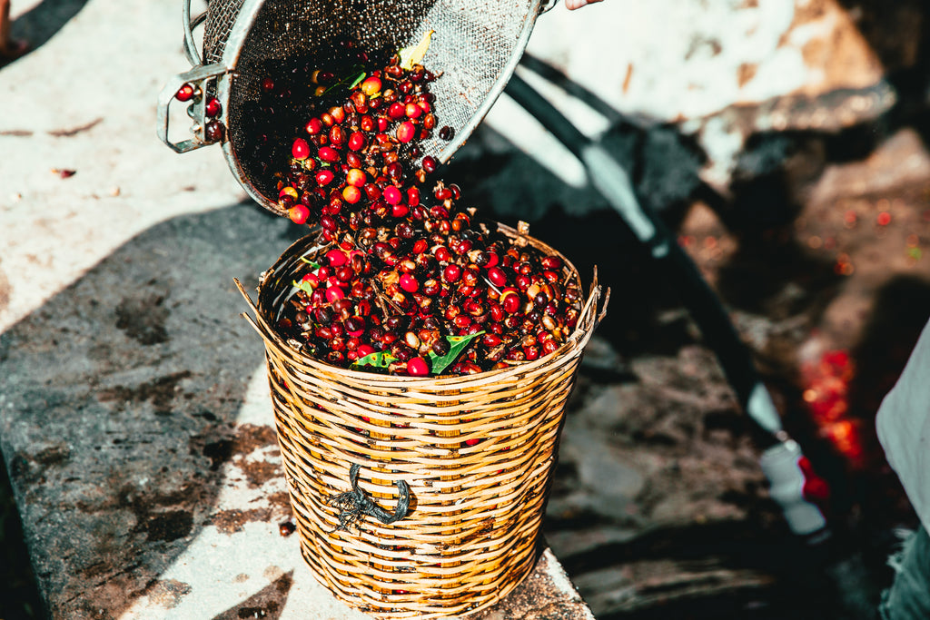 Café Cereza